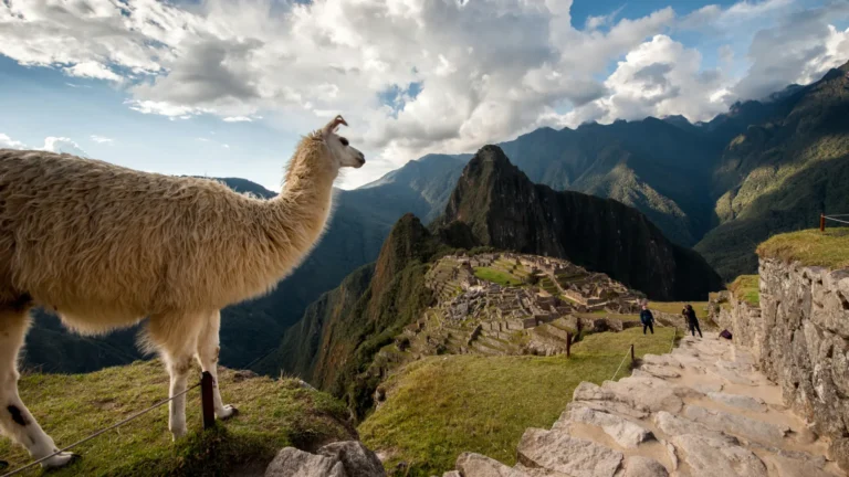 A llama standing on a high terrace overlooking the ancient Inca citadel of Machu Picchu, with the iconic Huayna Picchu mountain in the background – Qosqo Expeditions