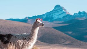 A white llama with a traditional red tassel in the high Andes, with the snow-capped Ausangate mountain in the background, seen on a custom Peru tour. – Qosqo Expeditions