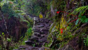 Ancient stone steps of the Inca Trail winding upwards through a lush, green cloud forest with a red flower in the foreground – Qosqo Expeditions