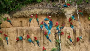 A large flock of colorful scarlet macaws gathered on a clay lick cliff face in the Peruvian Amazon rainforest – Qosqo Expeditions