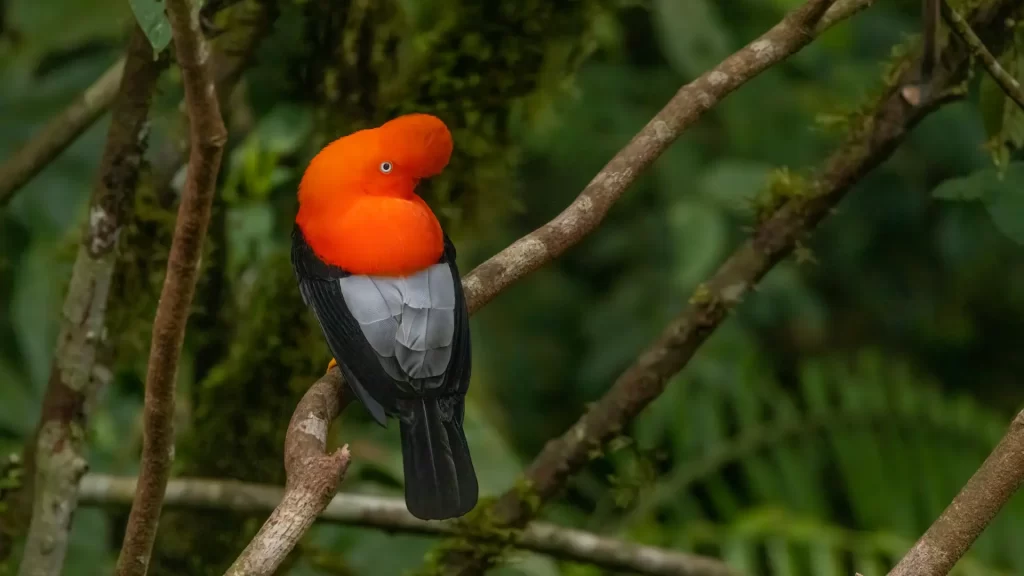 A vibrant Andean Cock-of-the-Rock (Rupicola peruvianus) perched on a branch in a lush green forest, a striking example of wildlife encountered on a luxury Amazon Andes expedition. - Qosqo Expeditions