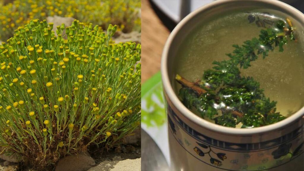 A split image showing the Chachacomo plant with its yellow flowers on one side and a cup of its herbal tea with green branches on the other, highlighting its use as one of the region's potent Medicinal Plants. - Qosqo Expeditions