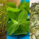 Medicinal Plants in Peru: Unlock the Secrets of Andean Healing