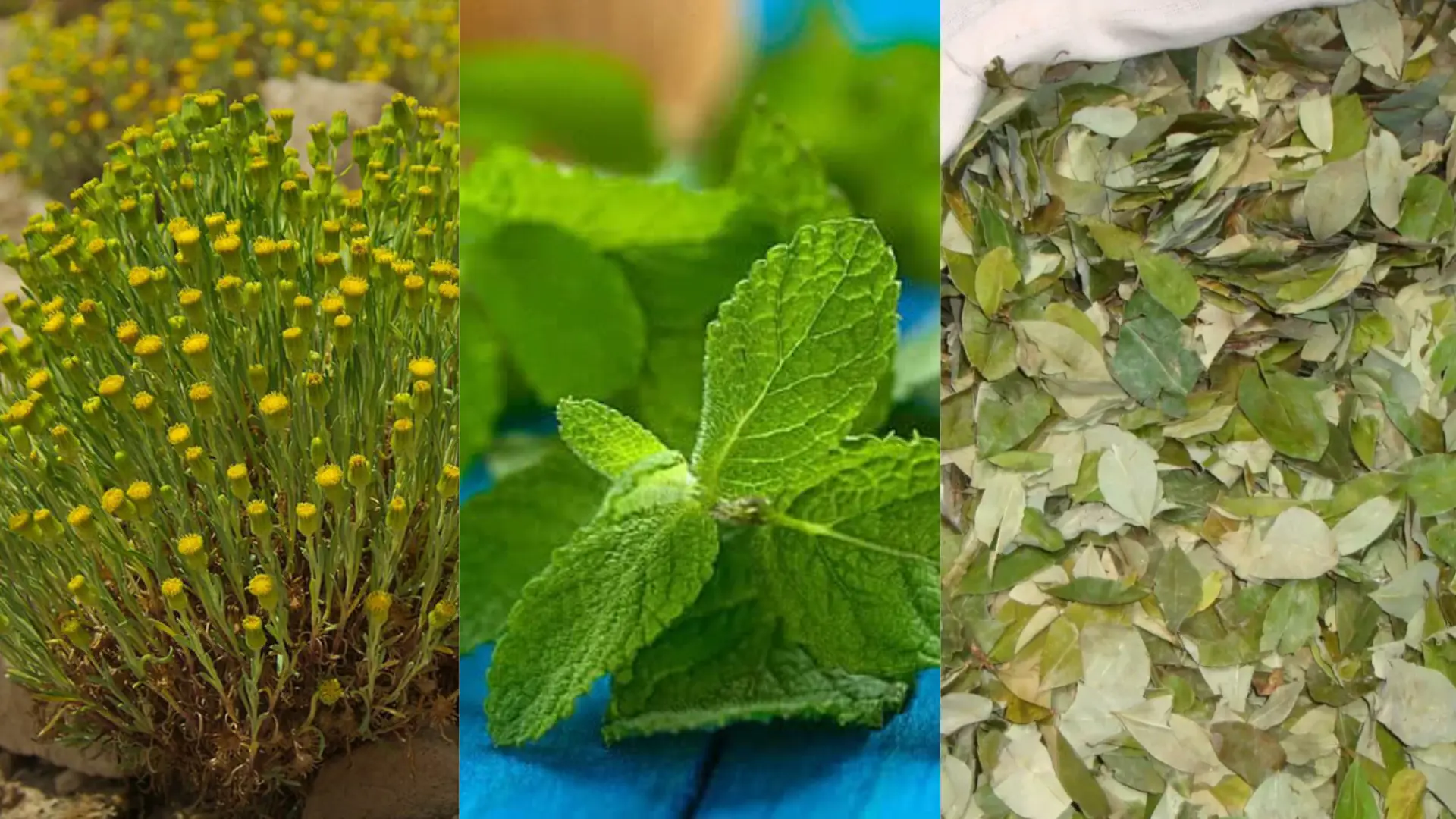 Medicinal Plants in Peru: Unlock the Secrets of Andean Healing