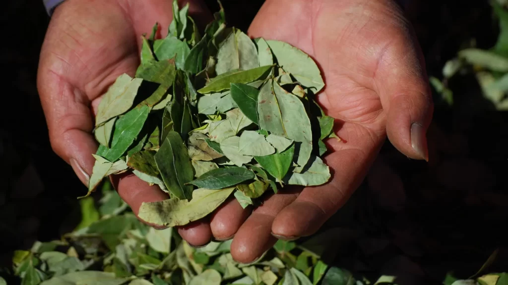 Close-up of hands holding a pile of freshly harvested coca leaves, used for traditional purposes and preparing Coca Leaf Tea in the Andean region. - Qosqo Expeditions