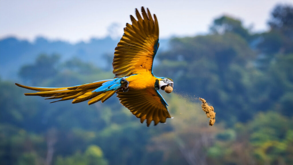 A vibrant blue-and-yellow macaw in mid-flight with its wings spread, carrying a nut in its beak against a blurred jungle background in the Peruvian Amazon – Qosqo Expeditions
