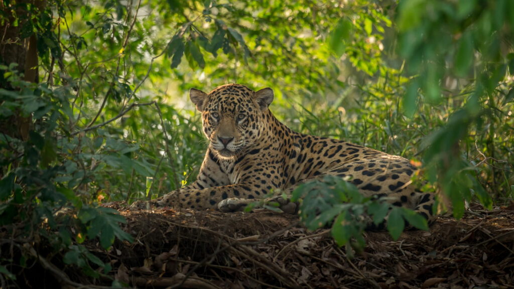 A wild jaguar resting on the forest floor, partially hidden by lush green jungle foliage, looking directly at the camera during a wildlife tour in the Peruvian Amazon – Qosqo Expeditions