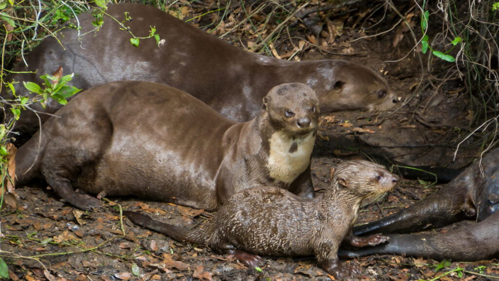 A family of Giant River Otters resting on a muddy riverbank in their natural Amazon habitat, with one otter looking curiously at the camera during a wildlife tour in Peru – Qosqo Expeditions