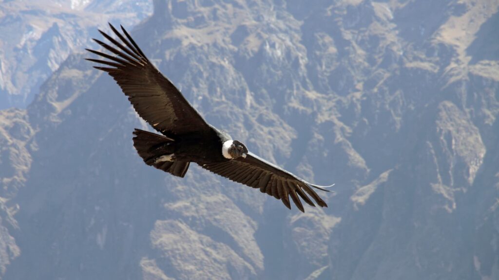 Andean condor soaring over rugged mountain landscape—iconic species seen during the Andean wildlife Peru trek.-Qosqo Expeditions