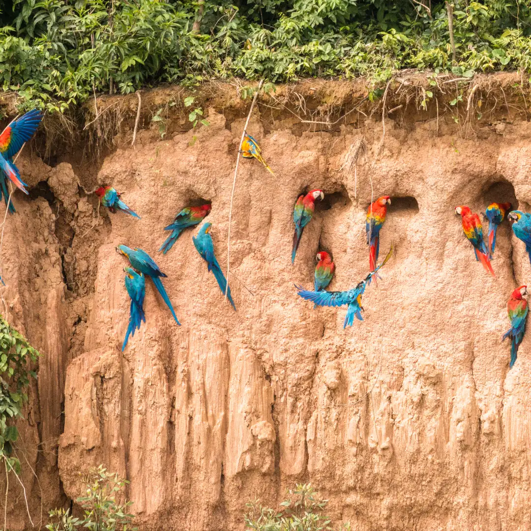 Tambopata