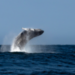 Northern Peru Gears Up for the 2026 Whale Watching Season This July