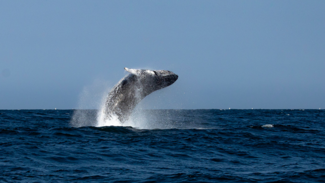 Northern Peru Gears Up for the 2026 Whale Watching Season This July