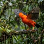 Peru Birdwatching Tourism Drives Growth at Global Birdfair 2026